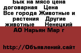 Бык на мясо цена договарная › Цена ­ 300 - Все города Животные и растения » Другие животные   . Ненецкий АО,Нарьян-Мар г.